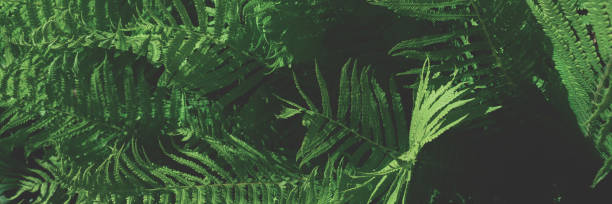 istock Header with toned green fern leaves texture. 1297457704