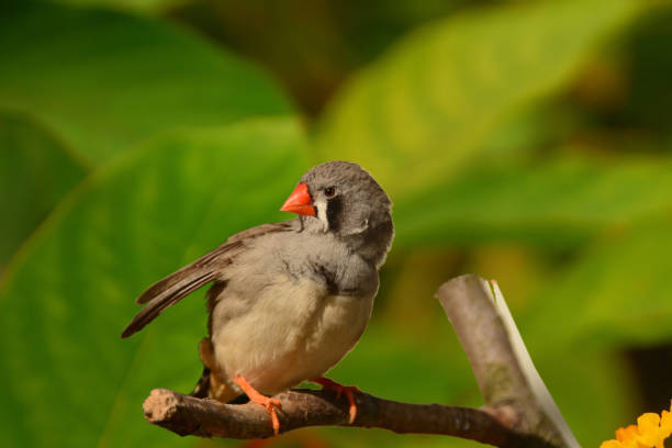 Red-billed firefinch