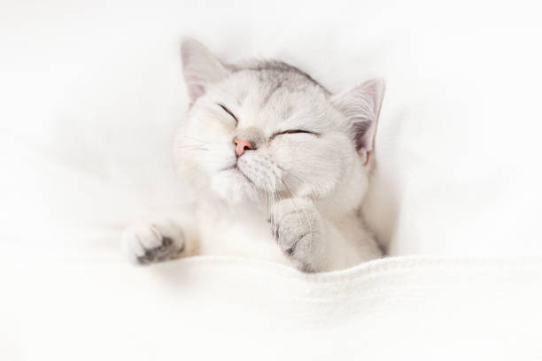 istock A funny white kitten sleeps on a white bed 1297459115