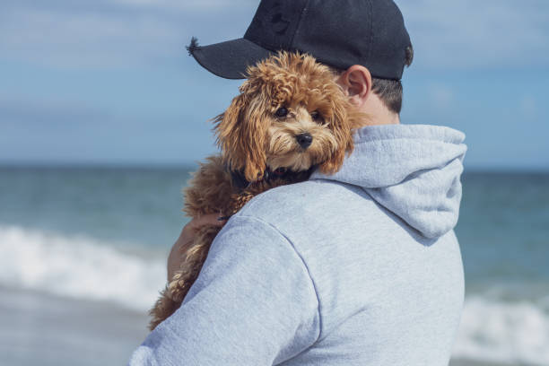 istock Cuddles on the beach with Toy Poodle 1297459291