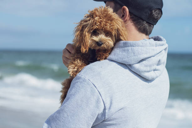 istock Cuddles on the beach with Toy Poodle 1297459460