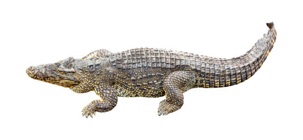 istock Cuban crocodile Crocodylus Rhombifer isolated on white background 1297462594
