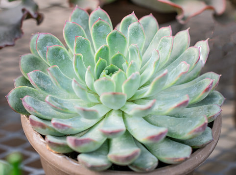 Succulent potted plant with green leaves and pink tips.