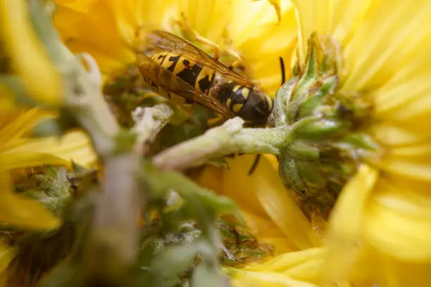 Macro of a wasp bee on a yellow chrysanthemum flower. Extremely close up shot.