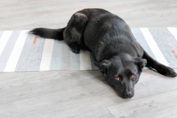 schwarzer mongrel hund schläft zu hause auf dem boden - mestis stock-fotos und bilder