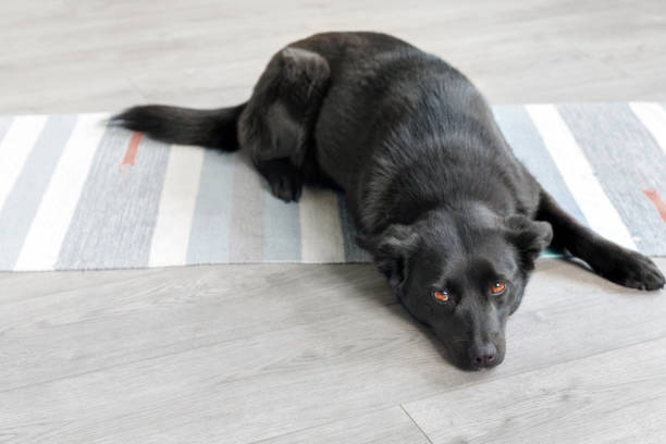 perro mongrel negro duerme en casa en el suelo - mestis fotografías e imágenes de stock