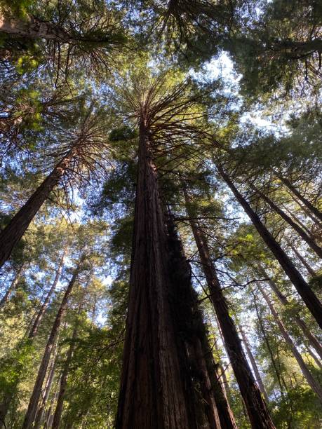 istock California Coast Redwoods 1297464956