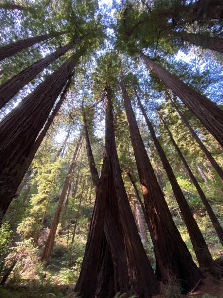istock California Coast Redwoods 1297464959