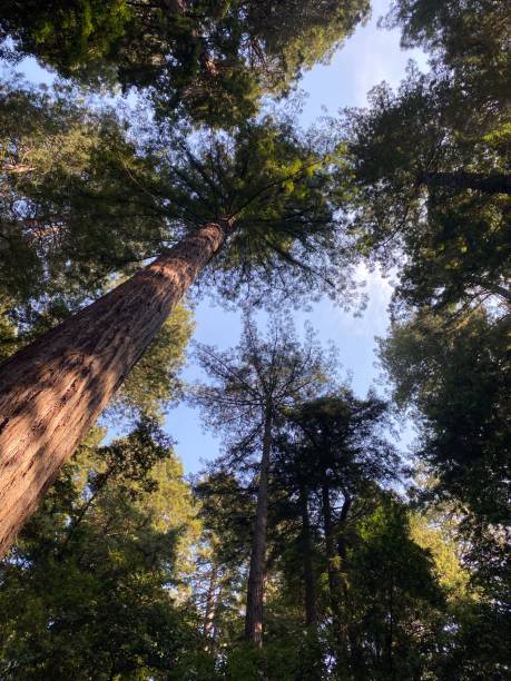 istock California Coast Redwoods 1297464966