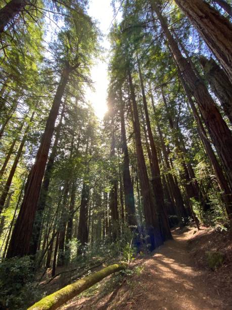 istock California Coast Redwoods 1297464971