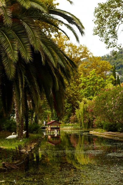 istock Palm trees in the lake park Suitable for relaxation. 1297465773