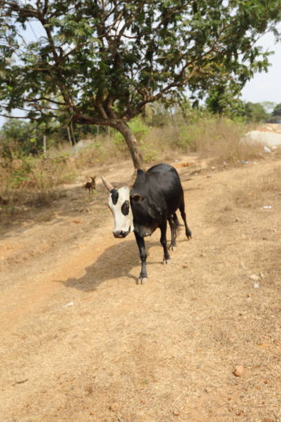 istock cow as a sacred animal in India 1297466079