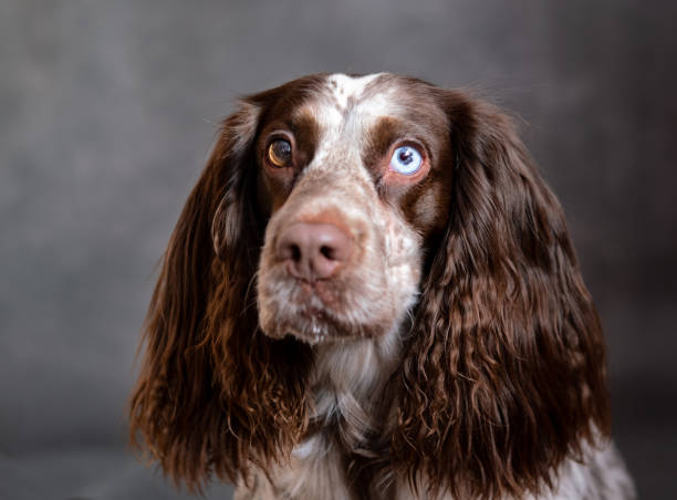 istock Chocolate young spaniel with different eyes on grey background looking at camera 1297466149