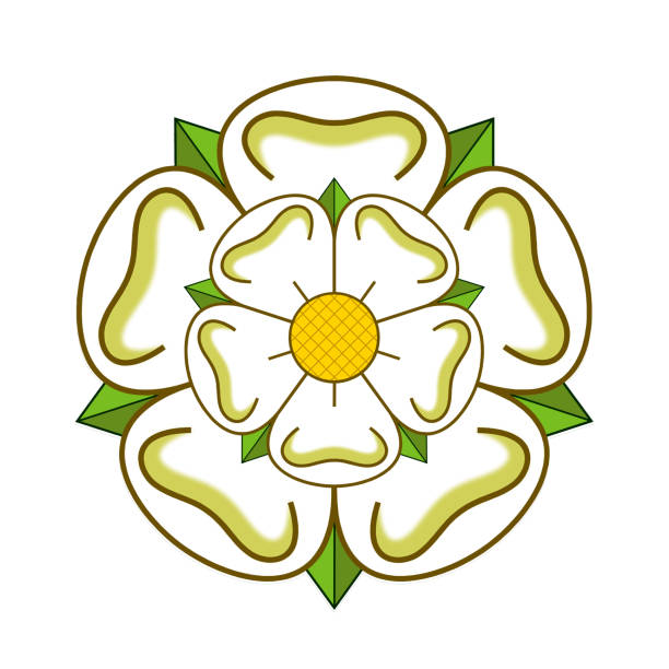 White Rose of York White Rose of York symbolises the county of Yorkshire york yorkshire stock illustrations