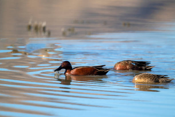Two Male and One Female Cinnamon Teal