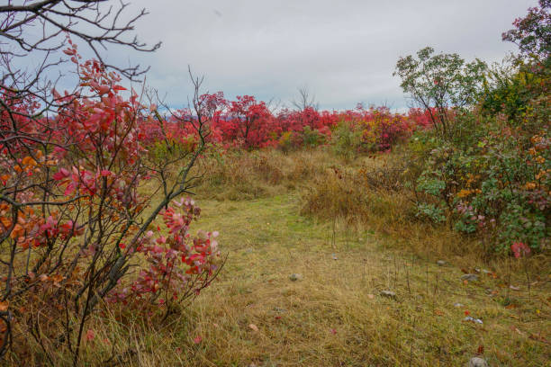 istock Autumn colors. Autumn Scenery field with red leaf trees. 1297467426