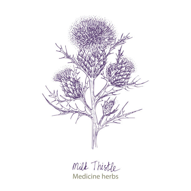 Set Hand Drawn Of Milk Thistle Lives And Flowers In Black Color Isolated On  White Background Retro Vintage Graphic Design Botanical Sketch Drawing  Engraving Style Vector Stock Illustration - Download Image Now -