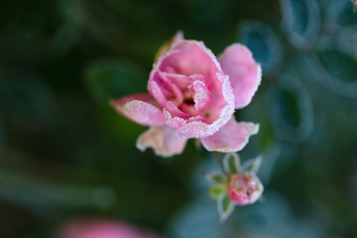 small rose, covered with hoarfrost, in garden at a morning in early winter, seen from above