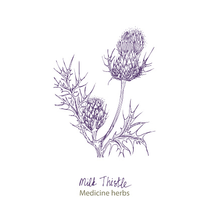 Set hand drawn of Milk Thistle, lives and flowers in black color isolated on white background. Retro vintage graphic design. Botanical sketch drawing, engraving style. Vector illustration.