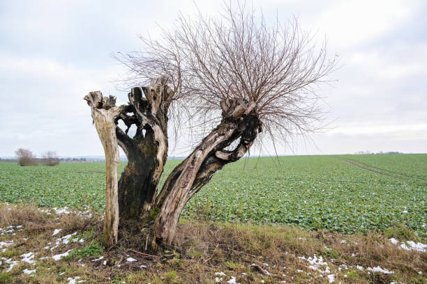 Half dead pollard willow tree after a lightning strike nevertheless continues to grow at the edge of the field at the edge of the field, persistence in nature concept, copy space, selected focus