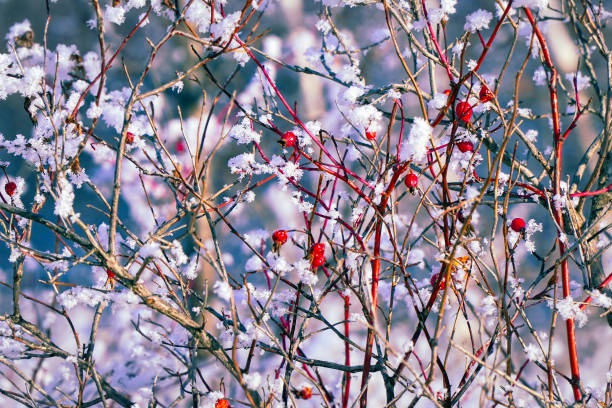 istock Red rosehip berries covered with snow 1297468575