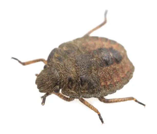 Hairy shieldbug, Dolycoris baccarum nymph isolated on white background, macro photo