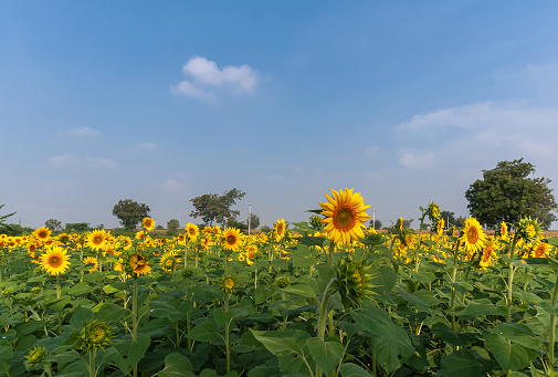 Dadegal, Karnataka, India - November 6, 2013: Field of blooming sunflowers mixes yellow and green under blue cloudscape.