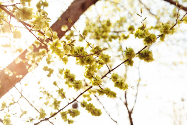 istock A branch of a tree with blooming flowers 1297472118