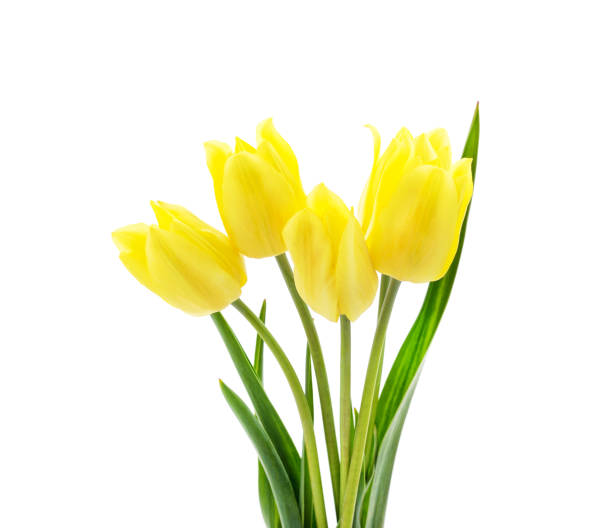 istock Beautiful yellow tulips. 1297472225