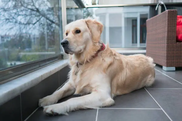 Photo of Golden Retriever looking through a from the balcony.