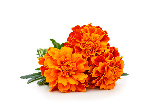 Many orange flowers isolated on a white background.