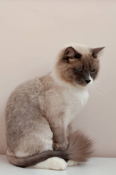 istock Siberian cats, white neva masquerade. Trimmed cat on a light background 1297474114