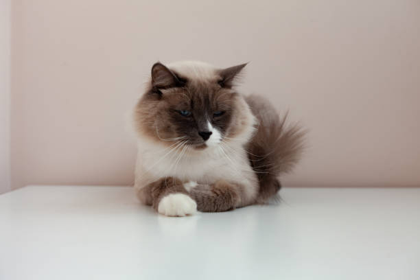 istock Siberian cats, white neva masquerade. Trimmed cat on a light background 1297474120