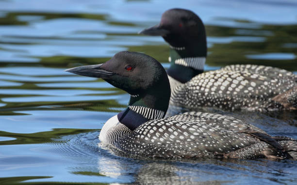 istock loon s in water during summer 1297474166