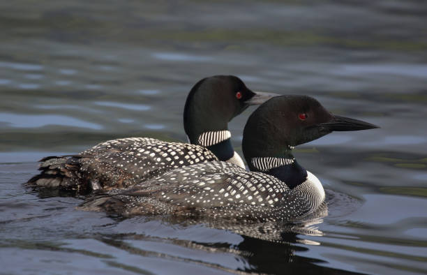 istock couple of loon in water 1297474897