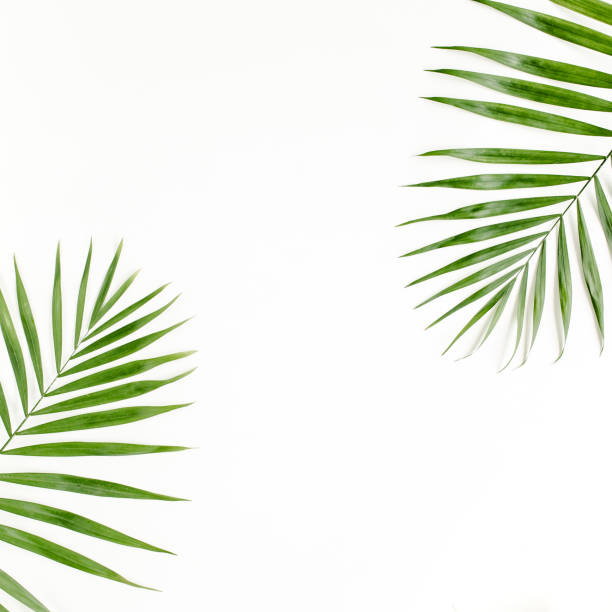 istock Tropical green palm leaf on white background. flat lay, top view 1297474954