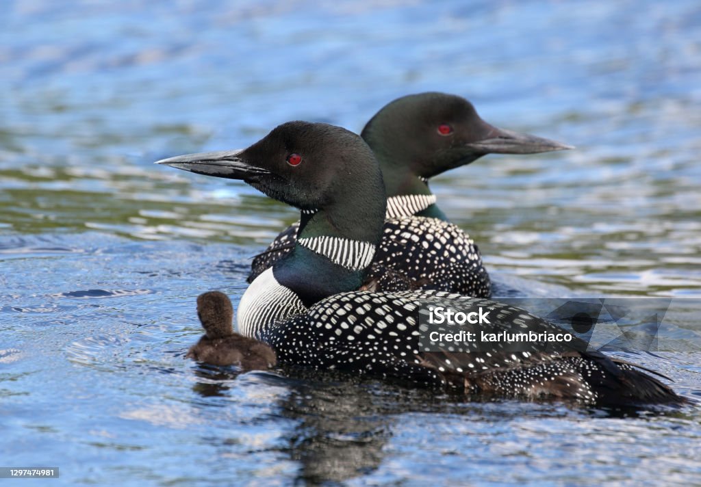 couple of loon and baby couple of loon and her baby Loon - Bird Stock Photo