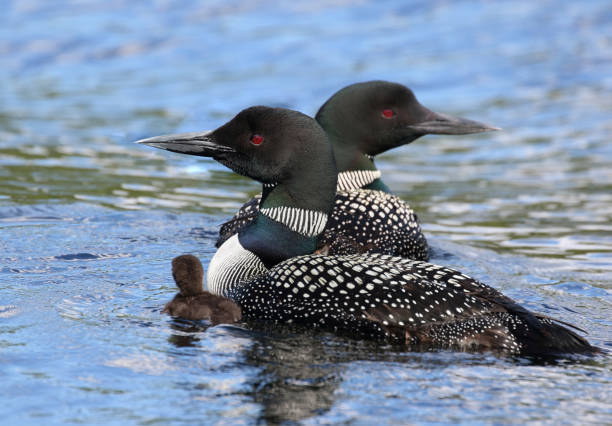 couple of loon and baby couple of loon and her baby loon bird stock pictures, royalty-free photos & images