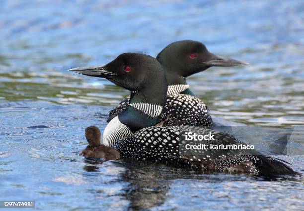 Couple Of Loon And Baby Stock Photo - Download Image Now - Loon - Bird, Bird, Water
