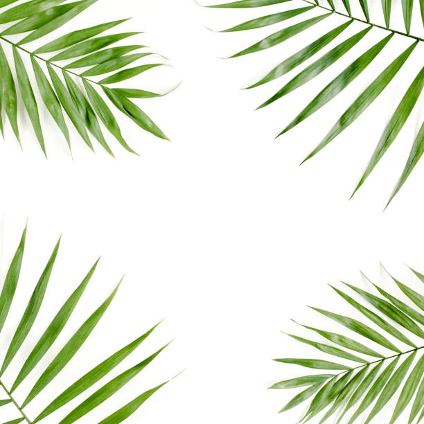 istock Tropical green palm leaf on white background. flat lay, top view 1297475011