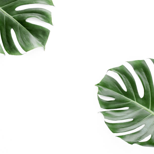 istock Tropical leaves Monstera on white background. Flat lay, top view 1297475142