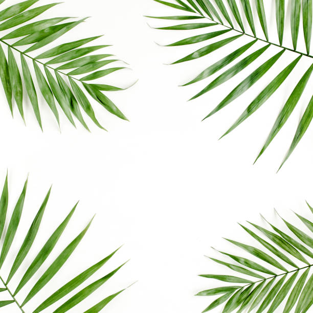 Tropical green palm leaf on white background. flat lay, top view