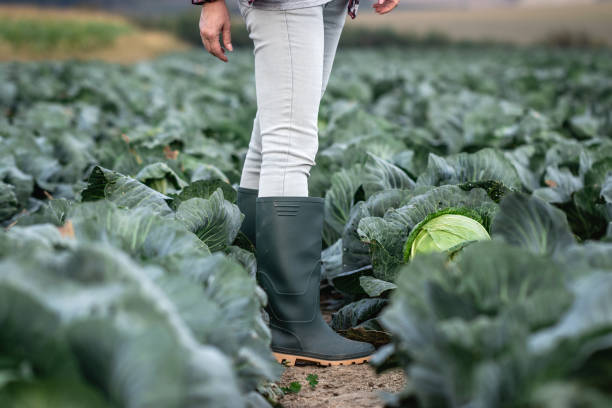 istock Farm worker in rubber boots working in cabbage field 1297475330