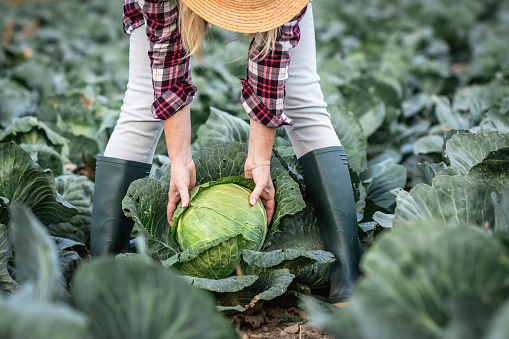 Woman wearing plaid shirt, straw hat and rubber boots and working at vegetable garden. Organic farming at countryside