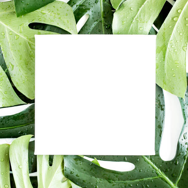 istock Texture tropical palm green leaf Monstera and white frame with copy space for text on white background. Flat lay, top view 1297475444