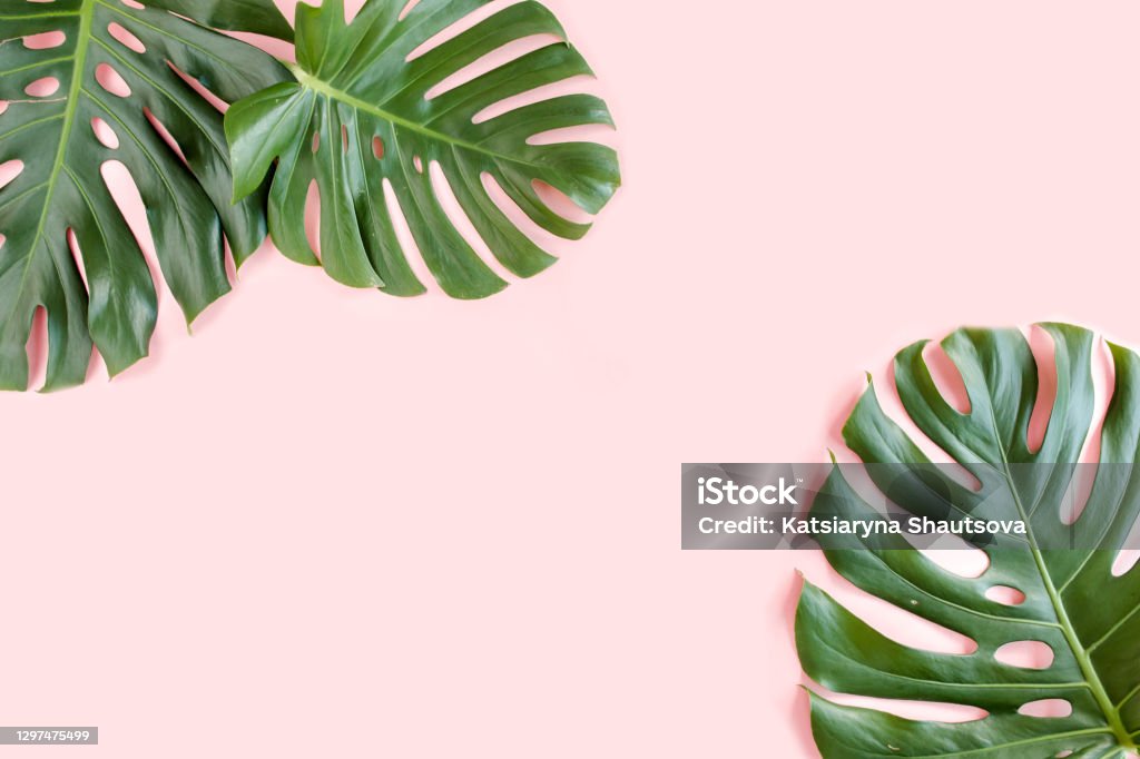 Tropical palm leaves Monstera on pink background. Flat lay, top view minimal concept Tropical palm leaves Monstera on pink background. Monstera Stock Photo