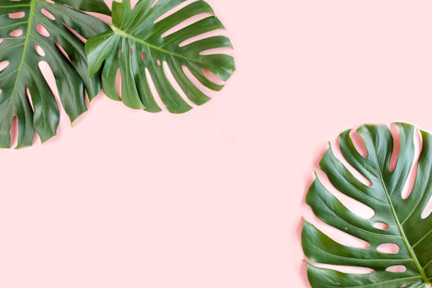 Tropical palm leaves Monstera on pink background. Flat lay, top view minimal concept Tropical palm leaves Monstera on pink background. monstera stock pictures, royalty-free photos & images