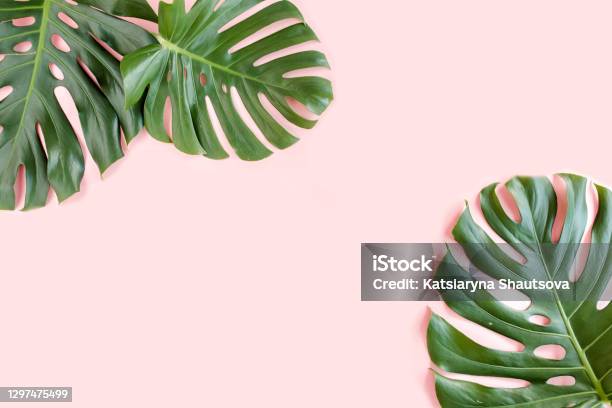 Tropical Palm Leaves Monstera On Pink Background Flat Lay Top View Minimal Concept Stock Photo - Download Image Now