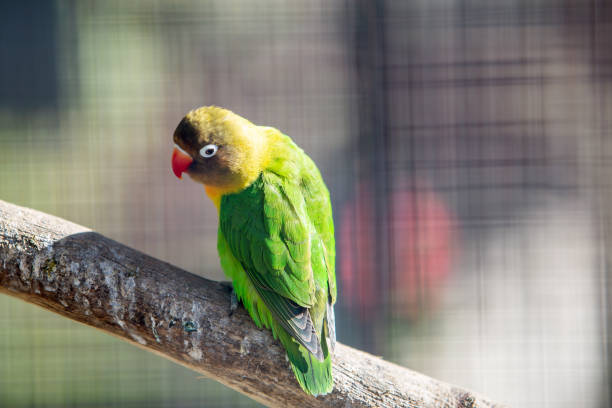 istock Colorful parrot in a cage at a zoo. 1297475616