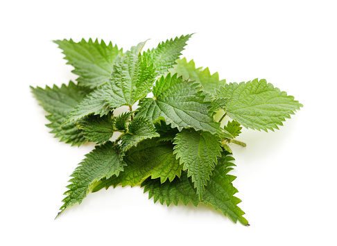 Green nettle with bloom isolated on a white background.